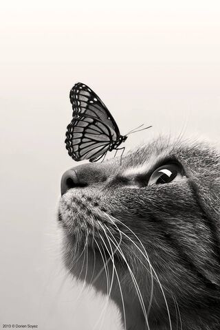 Whiskers and Wings: A D..