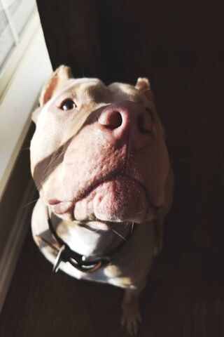 Priesty the Pawesome Pup 🐾