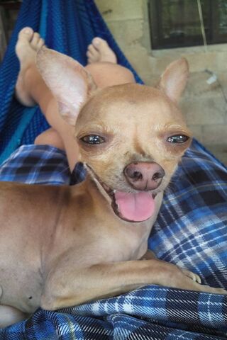 Chihuahua Lindo: The Happy Hammock Buddy! 🐾💖