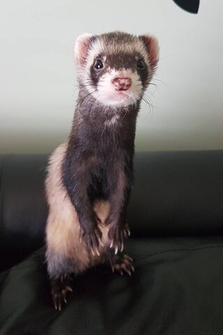 Roxi the Curious Ferret 🐾