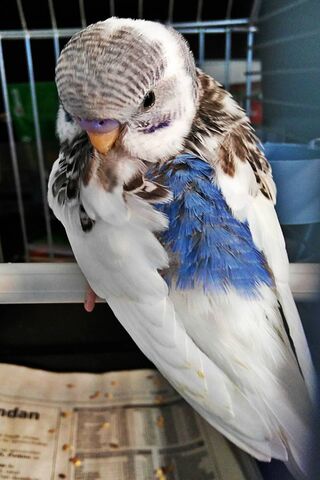 Charming Budgie: A Splash of Color! 🐦💙