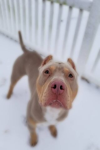 Priesty: The Snowy Guardian 🐾❄️
