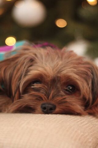 Precious Moments with Precious 🐾✨