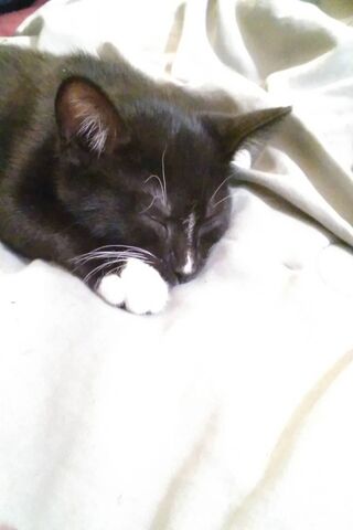 Tinker the Dreamy Cat 🐾✨