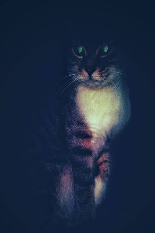 Mystical Feline: The Enigmatic Cat 🐾✨