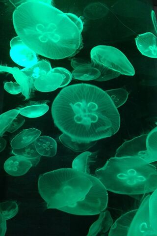 Luminous Wonders of the Deep 🌊✨
