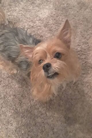 Adorable Pup in Action! 🐶✨