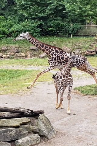Graceful Gallop: Giraffes in Motion 🦒✨