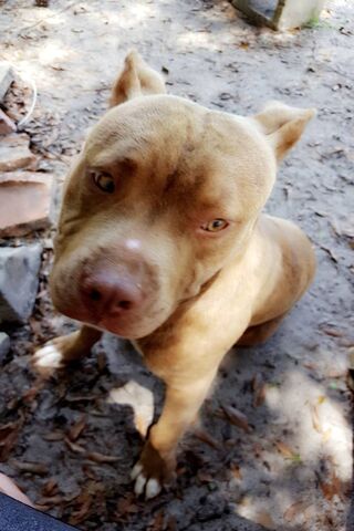 Jax the Gentle Giant 🐾