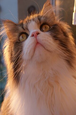 Sweetness in Every Whisker 🍬🐾