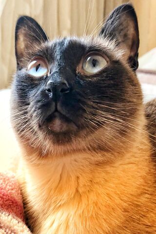 Curious Cat: A Glimpse into Feline Wonder 🐾✨