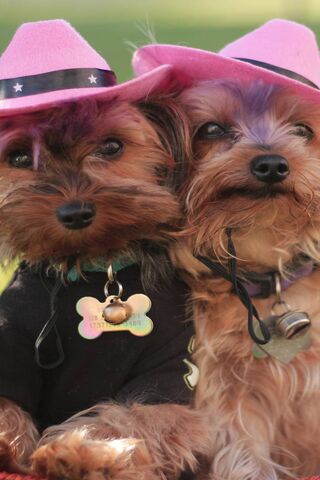 Paw-some Cowgirls in Pink! 🤠🐾