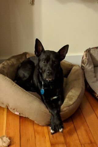 The Regal Rest of Proper Dog 🐾