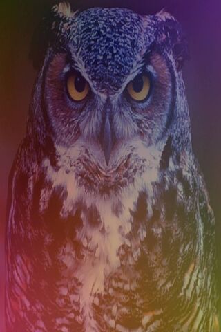Phoneky Owl 4k خلفيات