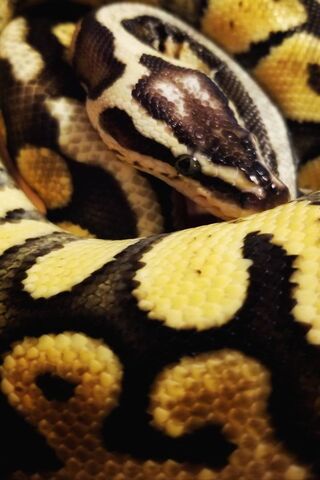 Serpent's Embrace: Nature's Intricate Design