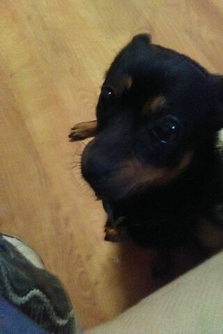 Mly Little Dog