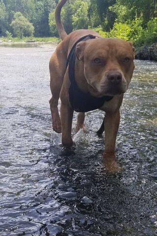 Loco Pitbull: The River Adventurer 🐾🌊