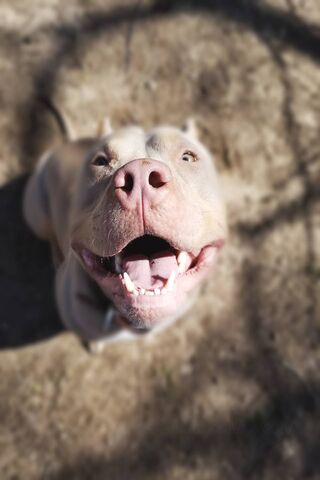 Priesty the Joyful Pup! 🐾✨