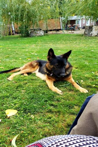 Loyal Guardian: The German Shepherd
