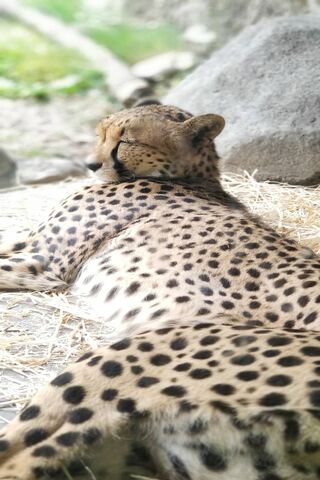 Dreamy Spots: The Art of Catnapping 🐆💤