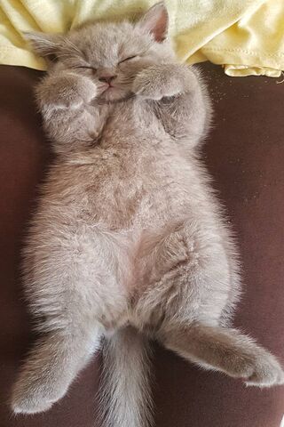 Simon the Sleepy Fluffball 🐾💤