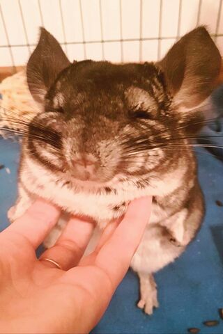 Joyful Chinchilla Moments 🐾✨
