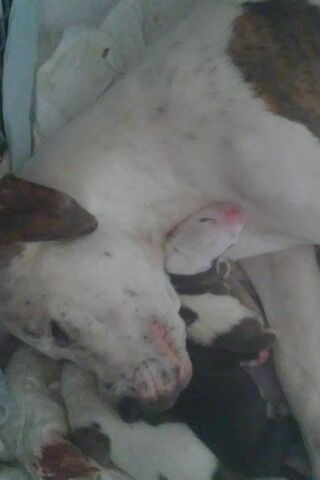My Aunts Pitbulls