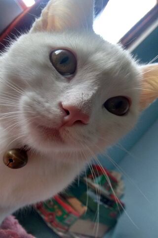 Michi the Curious Cat 🐾