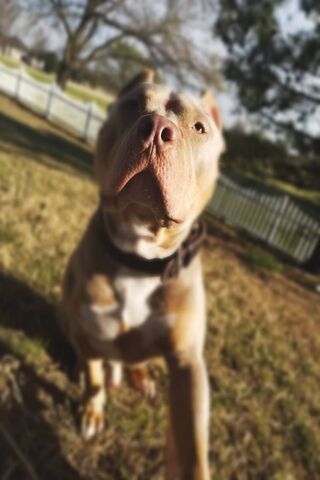 Priesty the Playful Pup 🐾