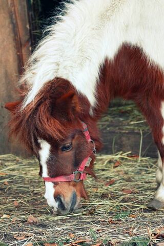 Horse Pony