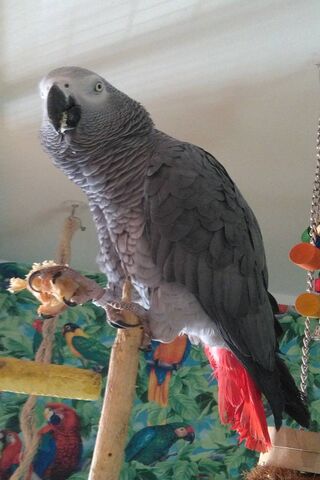 Hugo the Charismatic Grey Parrot 🦜✨