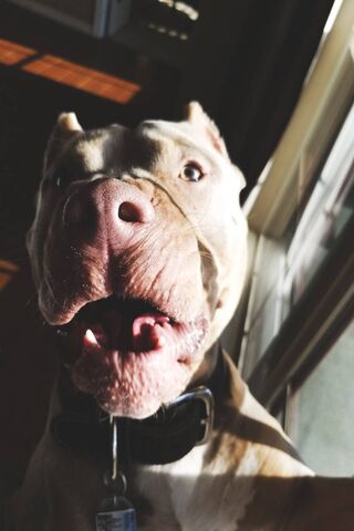 Priesty the Playful Pup 🐾