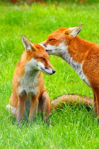 Whiskers of the Wild: A..
