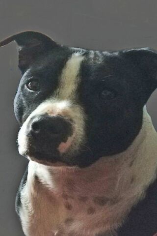 Meet the Charming Bull Terrier! 🐶❤️