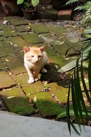 Pussycat