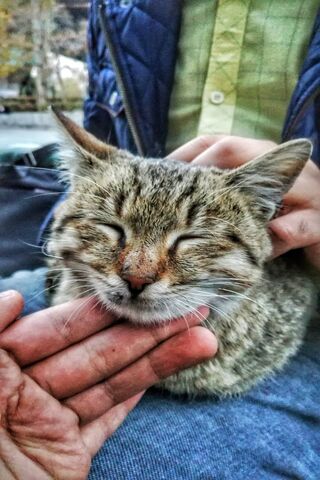 Cat Smiling