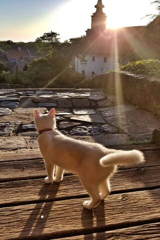 Sunrise Serenity: A Feline's Dawn