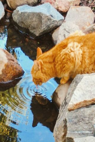 Big Fat Pete's Splashy Adventure! 🐾💦