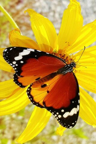 Nature's Colorful Dancer: The Butterfly
