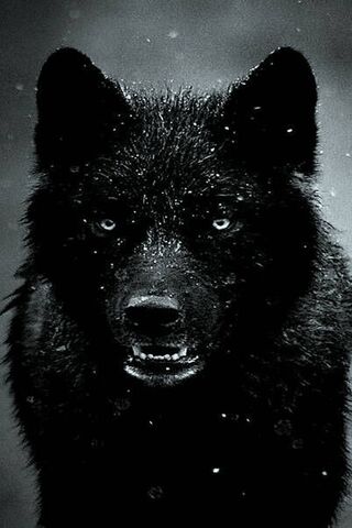 Чорний вовк