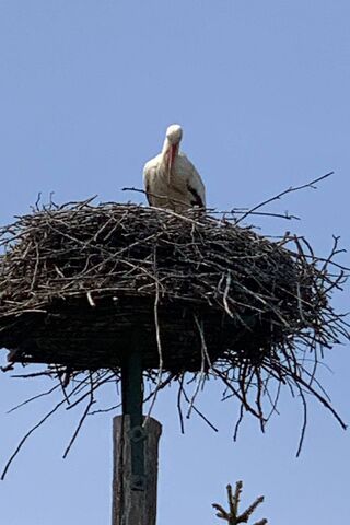 Stork's Cozy Haven: A Nest Above the World 🌍🐦