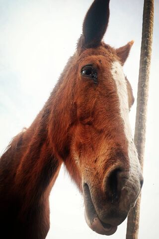 The Majestic Horas Bainha: A Glimpse into Equine Grace