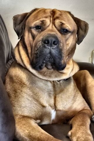 The Loyal Guardian 🐾