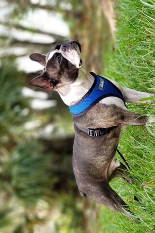 Boston Terrier: The Charming Companion 🐾