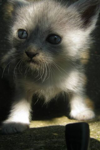 Whiskers of Wonder: The Gray Kitten's Adventure