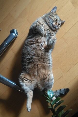 Monty the Relaxed Overachiever 🐾