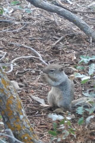 Squirrel Serenity: A Moment of Chill 🐿️✨