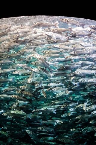 Underwater Rush Hour 🌊🐟