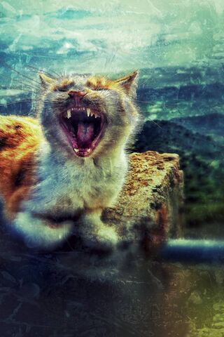 Yawning Cat