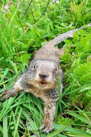 Ground Squirrel: Nature's Playful Forager 🐿️🌿